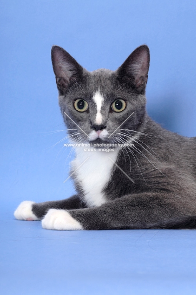 blue and white cat, head study