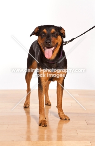 Rottweiler Mix