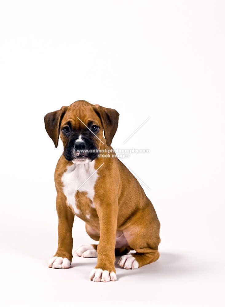 Boxer puppy sitting on white background