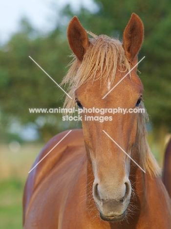 Suffolk Punch portrait