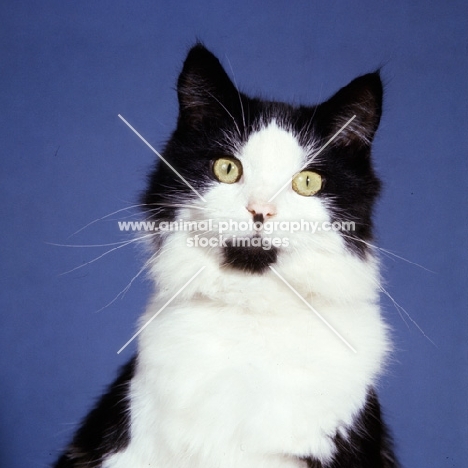 black and white cat with symmetrical markings