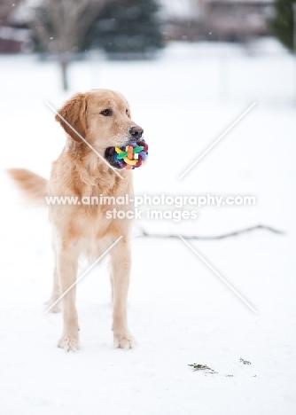 Golden Retriever standing on snow with toy in mouth.