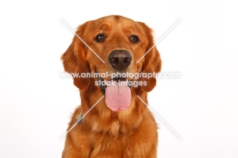 Golden Retriever in studio