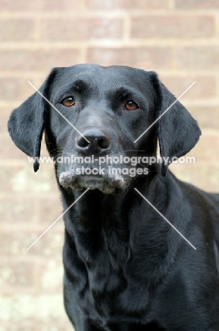 black Labrador Retriever near wall