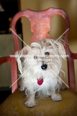 terrier mix sitting