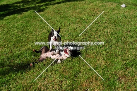 two Boston Terriers playing on grass