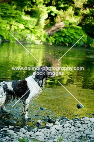 English Springer Spaniel in river