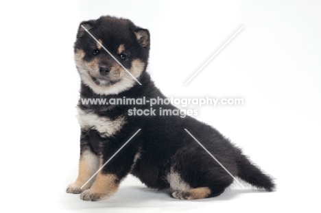 Shiba Inu puppy, black and tan colour