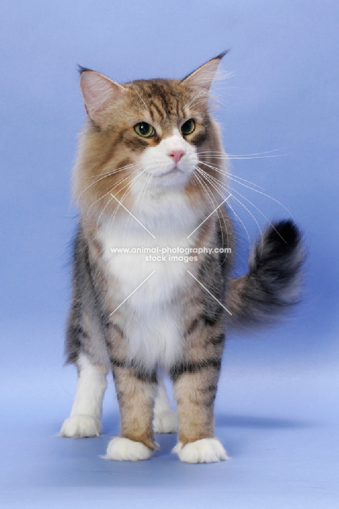 Brown Mackerel Tabby & White Norwegian Forest cat