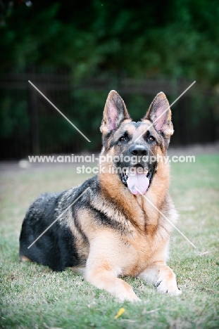 German shepherd lying in grass