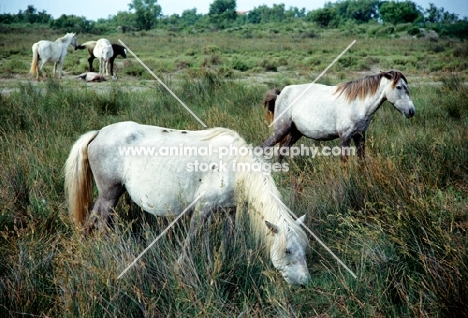 camargue ponies in the camargue, france