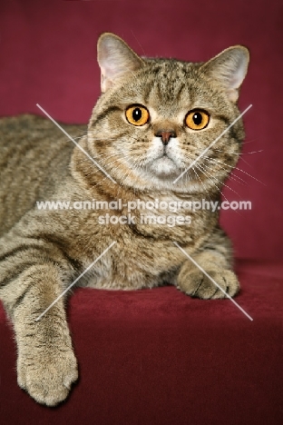 British Shorthair close up