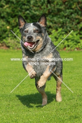 cheerful Australian Cattle Dog