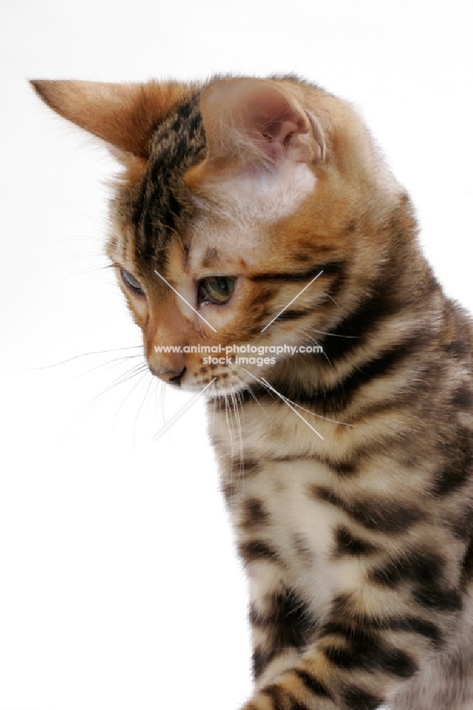 young Bengal cat, looking down