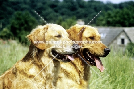 sh ch westley mabelle with a westley working type golden