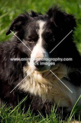 Border Collie portrait