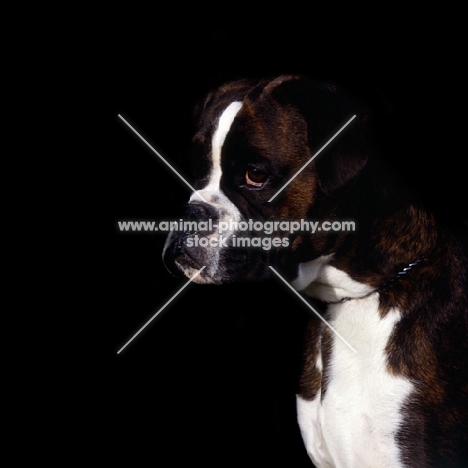 boxer on black background