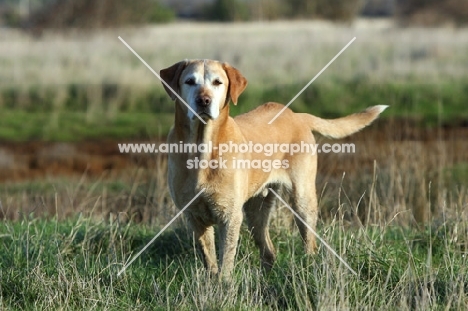 Yellow Labrador Retriever