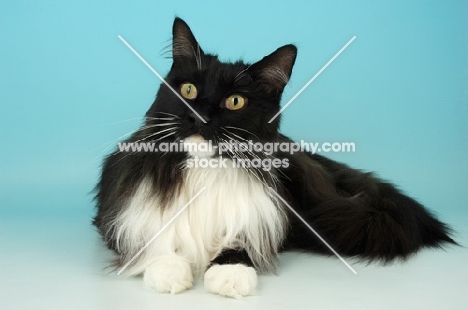 black and white maine coon cat, lying