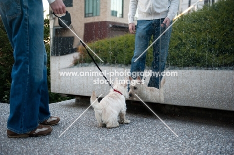 wheaten Scottish Terrier puppy looking at reflection with owner in background.