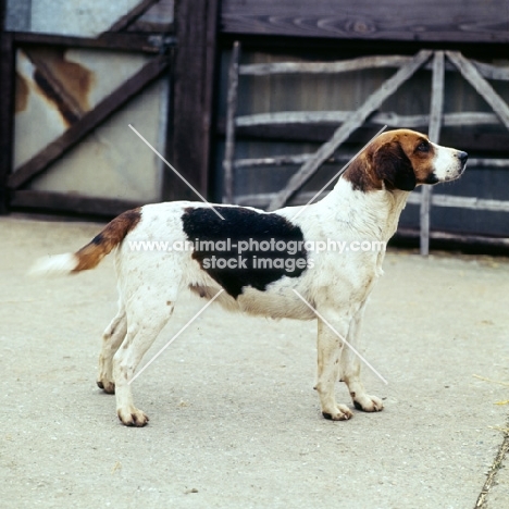 harrier in an enclosure at hunt kennels