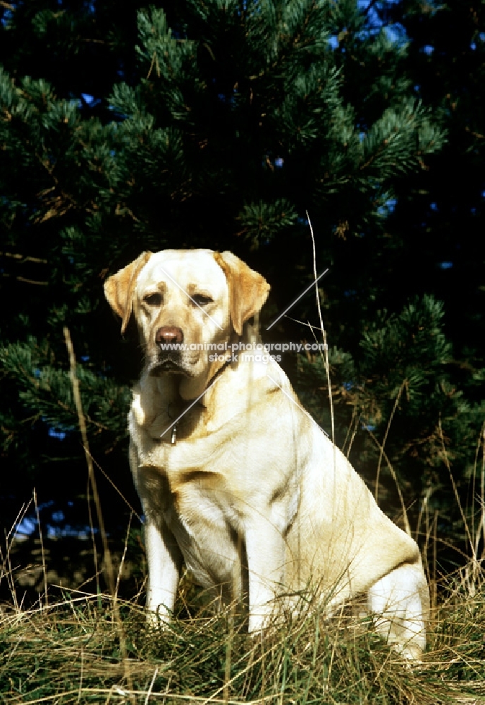 labrador sitting in woodland