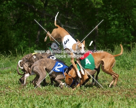 racing dogs in a group with one jumping