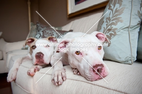 two pitt bulls on sofa