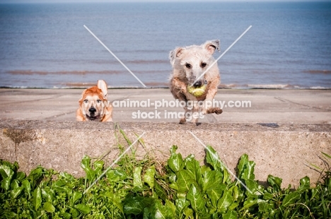 Bedlington x Whippet