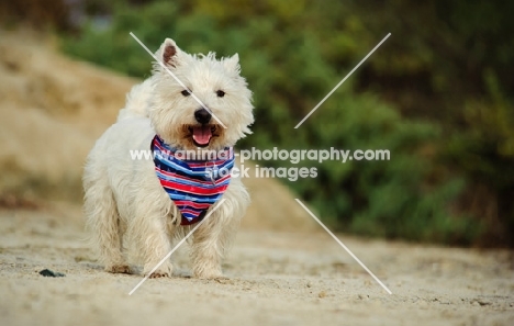 West Highland White Terrier wearing scarf