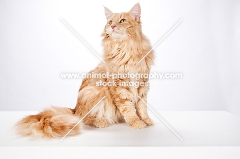 Maine Coon sitting in studio