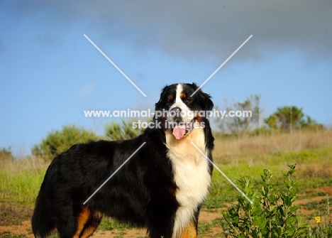 Bernese Mountain Dog looking away