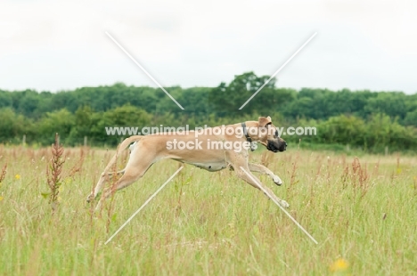 Great Dane in field