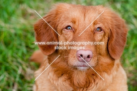 Nova Scotia Duck Tolling Retriever 