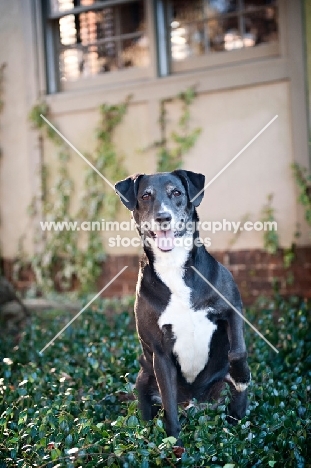 black Lab mix