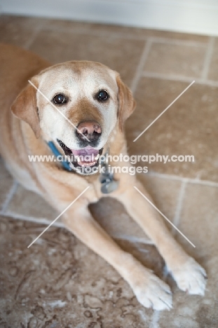 Senior Yellow Lab lying down inside.