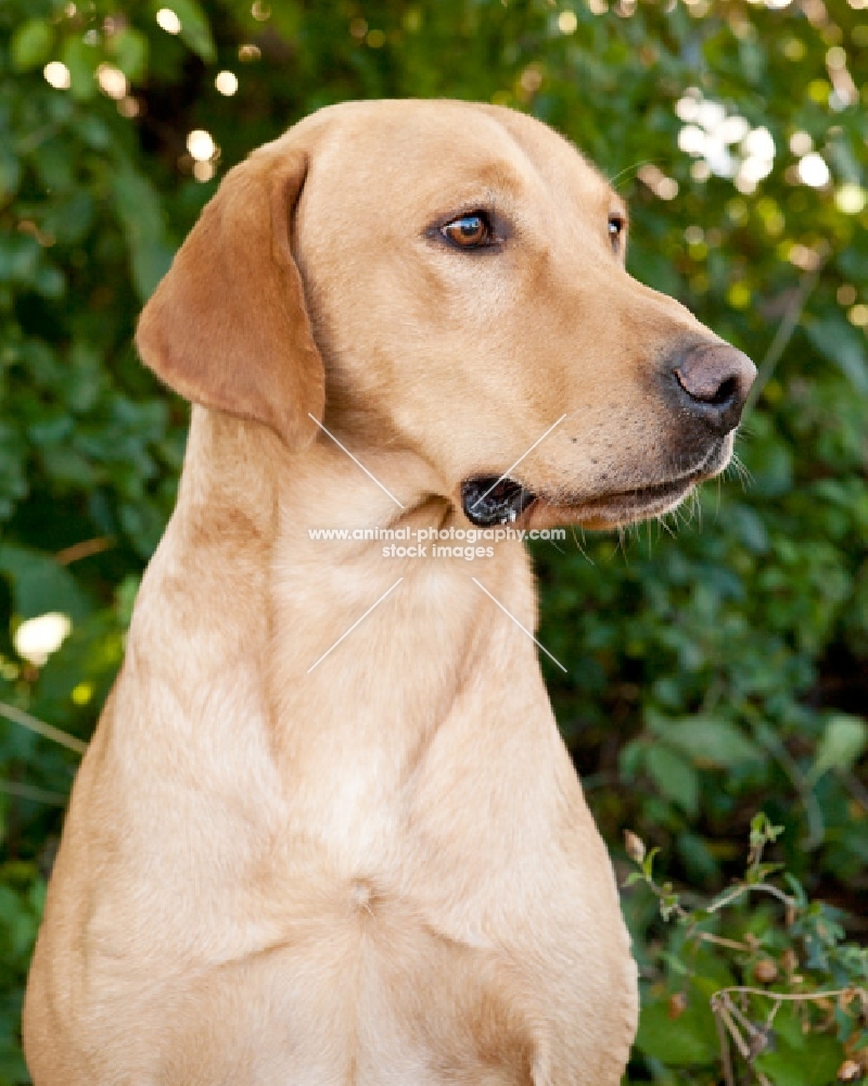 Lab portrait