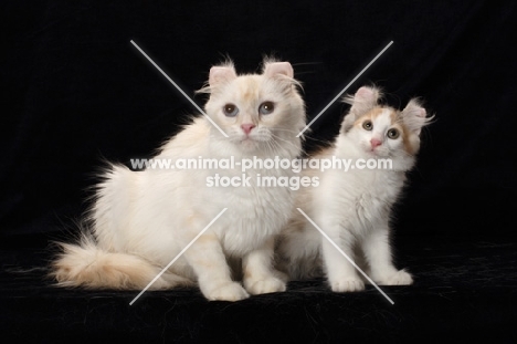 American Curl adult and kitten on black background