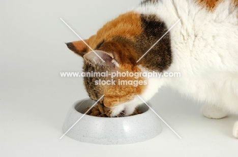 non pedigree tortie and white cat eating food, close up