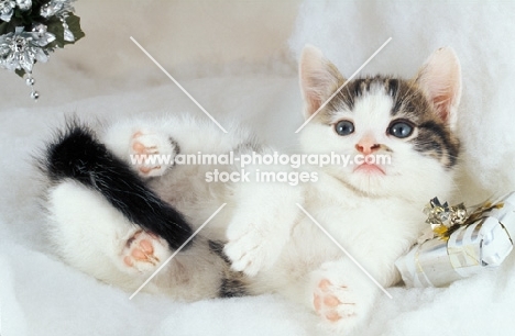 tabby and white kitten, lying on back