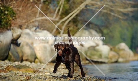 Chocolate Lab running on shore.