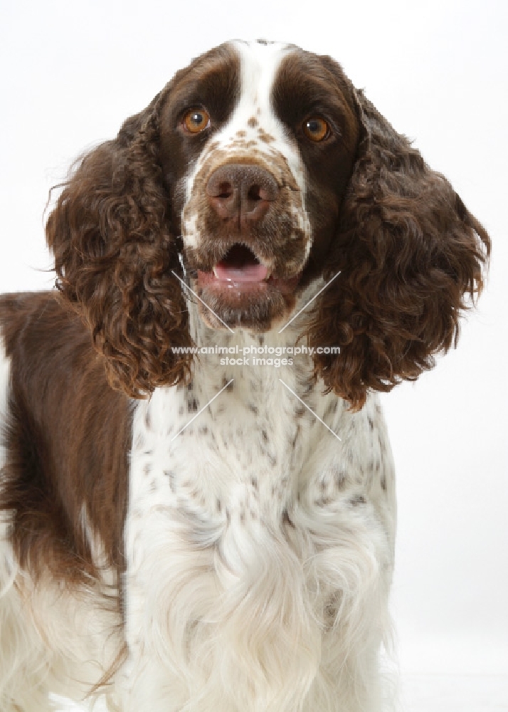 Liver & White English  Springer  Spaniel, Australian Champion portrait