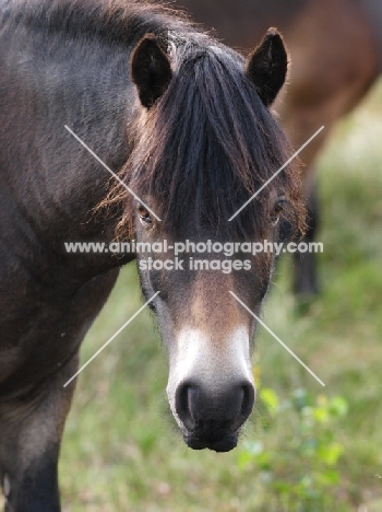 Exmoor Pony portrait