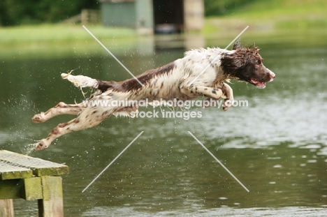 English Springer Spaniel jumping into water