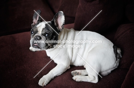 French Bulldog