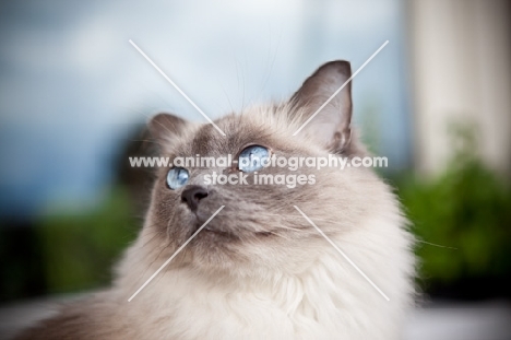 Ragdoll cat looking up