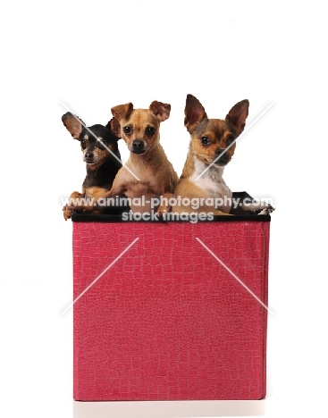 three Chihuahua dogs in a box