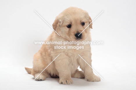 Golden Retriever puppy