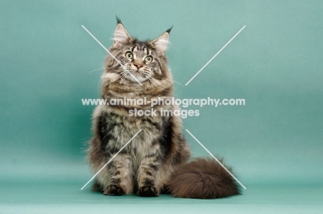 Brown Classic Tabby Maine Coon, green background, looking up