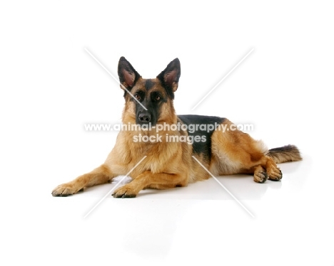 Alsatian (german shepherd dog) on white background